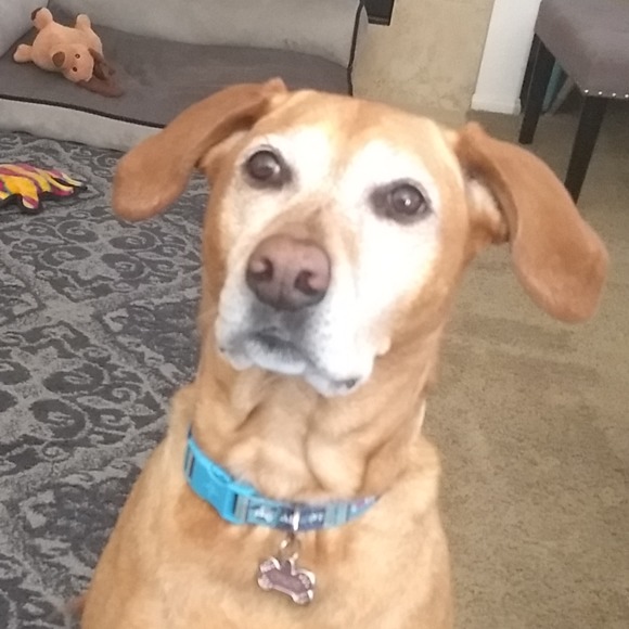 chloe4pawz